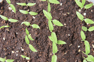 homemade seedlings. young seedlings of pepper.