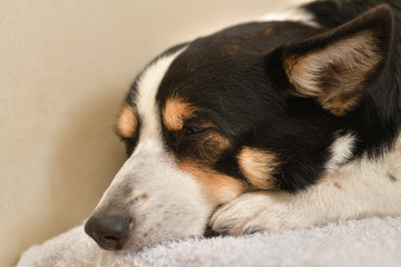 No.245撮影者の飼い犬の黒コーギー