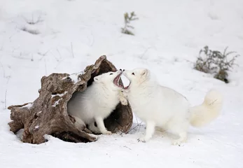 Foto auf Acrylglas Polarfuchs Zwei Polarfuchs (Vulpes lagopus) spielen im Winterschnee miteinander