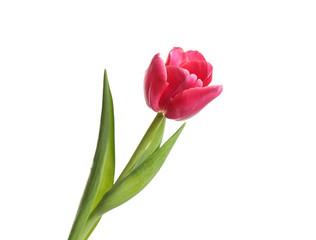 Beautiful tender spring tulip isolated on white