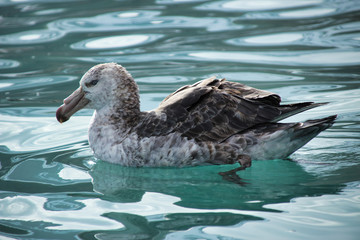 Petrel - Riesensturmvogel Antarktis
