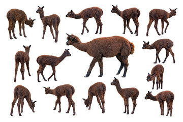 Adult alpaca with newborn alpacas. Animal portraits big set on white background © Julia