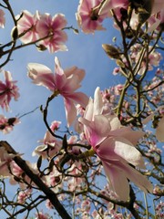 magnolia in flow in spring time 