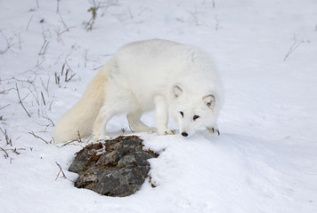 Naklejka na ściany i meble Arctic fox (Vulpes lagopus) walking in the snow in winter 