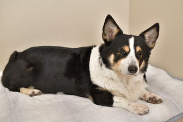 No.251撮影者の飼い犬の黒コーギー