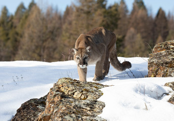 Cougar or Mountain lion (Puma concolor) on the prowl in the winter snow in the U.S.