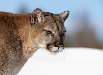 Cougar or Mountain lion (Puma concolor) closeup in the winter snow