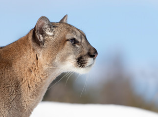 Cougar or Mountain lion (Puma concolor) closeup in the winter snow