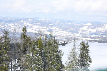 Picturesque view of conifer forest and snowy hills. Winter vacation