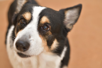 No.259撮影者の飼い犬の黒コーギー