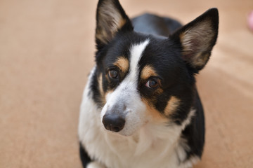 No.263撮影者の飼い犬の黒コーギー