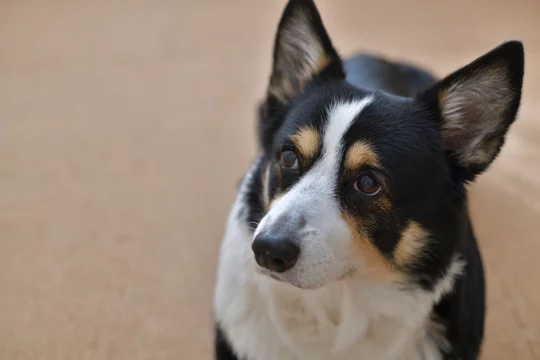 No 262撮影者の飼い犬の黒コーギー Stock Photo Adobe Stock