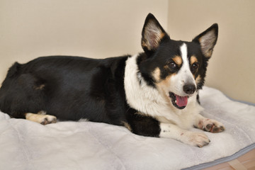 No.265撮影者の飼い犬の黒コーギー