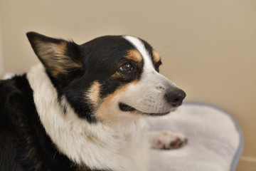 No.266撮影者の飼い犬の黒コーギー