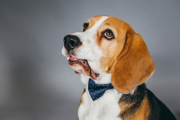 Cute and funny brown beagle dog posing for the camera in a studio