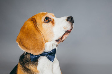 Cute and funny brown beagle dog posing for the camera in a studio