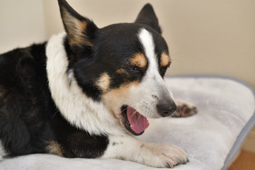 No.271撮影者の飼い犬の黒コーギー