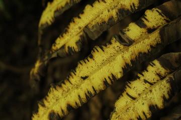 Helecho amarillo
