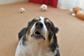 No.274撮影者の飼い犬の黒コーギー