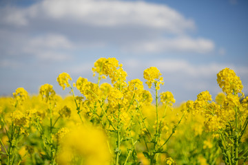 Obraz premium 葉の花畑