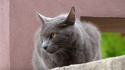Mi querida gatita