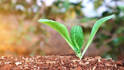 5 weeks old turnip seedlings