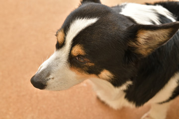 No.285撮影者の飼い犬の黒コーギー