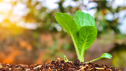 5 weeks old turnip seedlings
