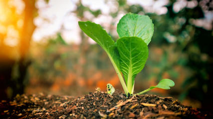 5 weeks old turnip seedlings