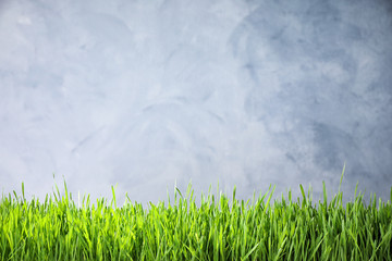 Obraz na płótnie Canvas Fresh green grass on light background, space for text. Spring season