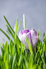 Fresh green grass and crocus flower on light background, closeup. Spring season