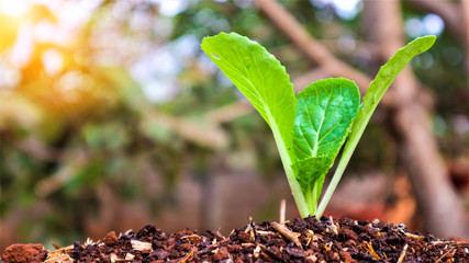 5 weeks old turnip seedlings