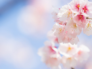 Fototapeta na wymiar 桜のある日本の風景　安行桜