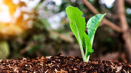 5 weeks old turnip seedlings