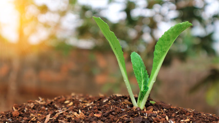 5 weeks old turnip seedlings