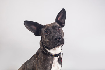 Cute and funny adopted dog posing for the camera in a studio