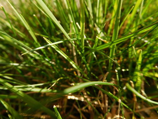 Fototapeta na wymiar Green blades of grass close-up, green background