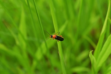 Bug closeup (Cordicantharis longicollis) clinging onto a grass stalk with a green background