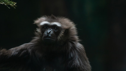gibbon