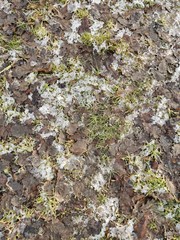 Melted snow in the spring with brown leaves, spring in March.Dirty snow.Little snow on the ground.Spring in the countryside.Dirty foliage.Wet earth