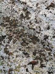 Melted snow in the spring with brown leaves, spring in March.Dirty snow.Little snow on the ground.Spring in the countryside.Dirty foliage.Wet earth