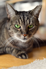 Three-legged old tabby cat with green eyes lying in sphinx pose on floor and looking directly at camera, focus on foreground