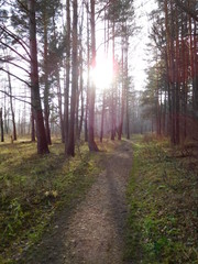 footpath in the forest at sunset, the sun's rays between the trunks of pine trees