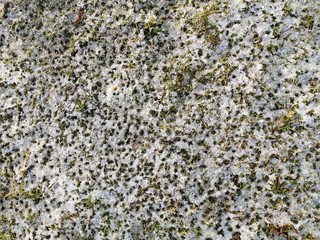 Melted snow in the spring with brown leaves, spring in March.Dirty snow.Little snow on the ground.Spring in the countryside.Wet earth.Water drops in the snow