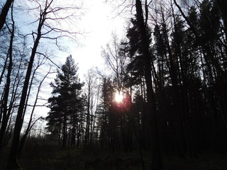 sunset and sunset sky in the evening forest, background copy space vignette