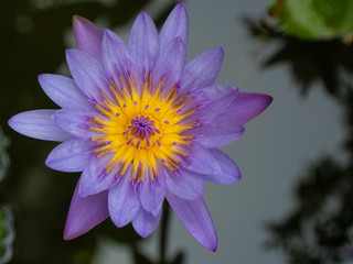 The purple waterlily is blooming in the pond.