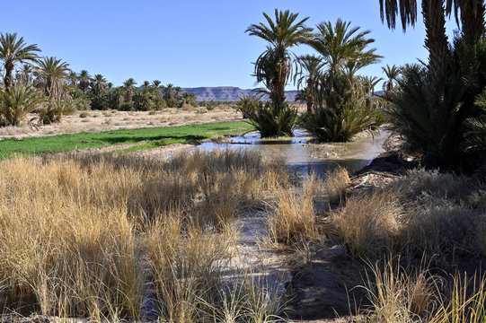 Irrigation par submersion au Maroc