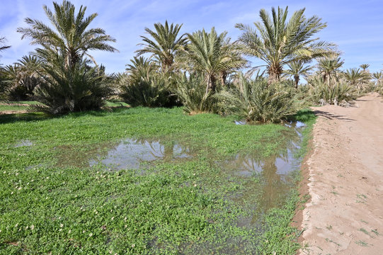 Irrigation par submersion au Maroc