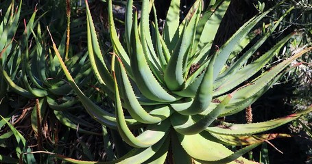 Aloe Africana (Uitenhage Aloe) Arborescent Species Of Aloe Plant, From To The Eastern Cape Province, South Africa. Close Up View - DCi 4K Video