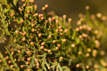 Background of Thuja occidentalis Aurea. Selective focus